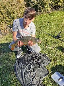Common Carp