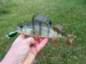 European Perch