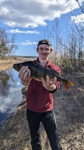 European Perch