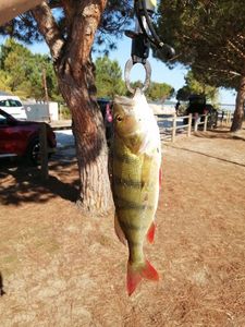 European Perch