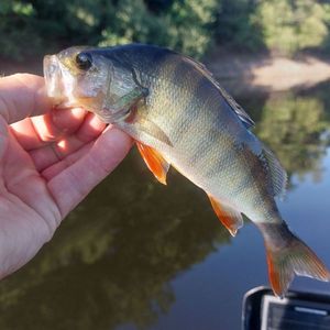 European Perch