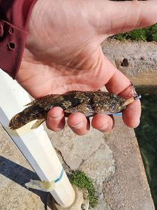 Giant Goby