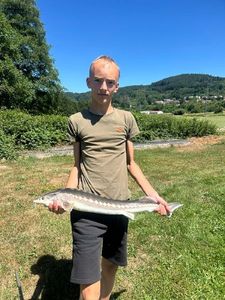 Sturgeon