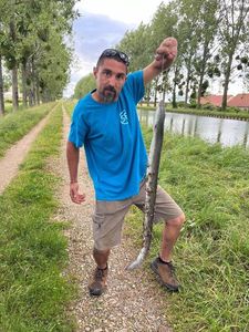 European Eel (Common Eel)