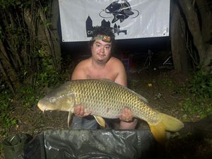 Common Carp