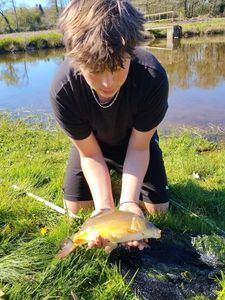 Common Carp