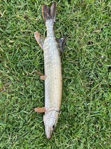 Northern Pike