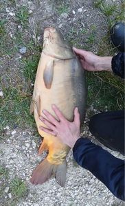 Leather Carp