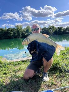 Common Bream
