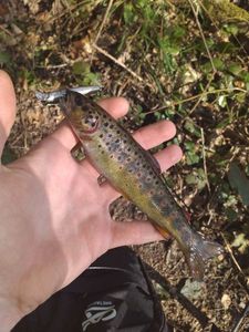 Brown Trout