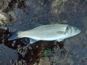 European Bass (Seabass)