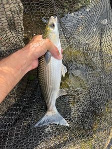 Thinlip grey mullet