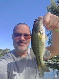 Largemouth Bass