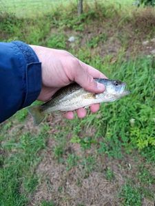 Largemouth Bass