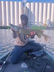 Northern Pike