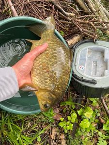 Crucian Carp