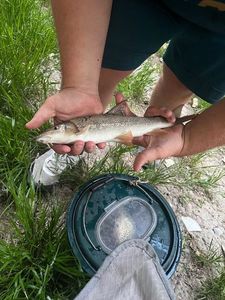 Barbel