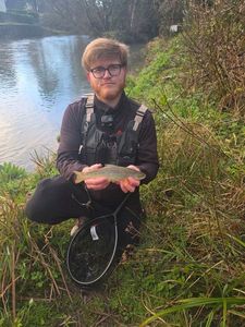 Brown Trout