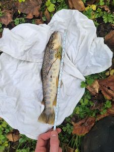 Brown Trout
