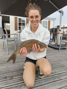 Common Bream