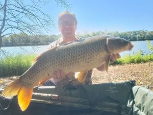 Common Carp