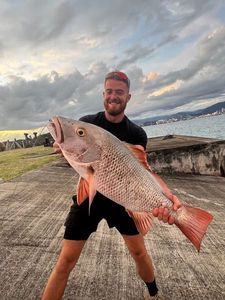 Mangrove Red Snapper