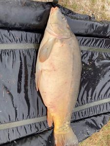 Leather Carp