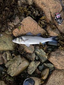 European Bass (Seabass)