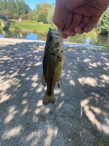 Largemouth Bass
