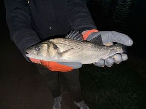 European Bass (Seabass)