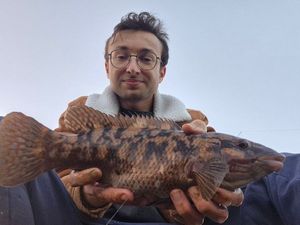 Ballan Wrasse