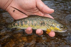 Brown Trout