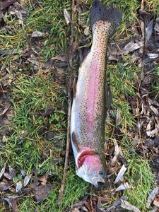 Rainbow Trout