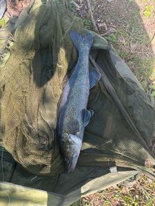 Zander