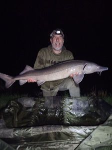 Siberian Sturgeon