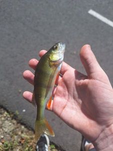 European Perch