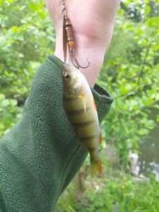 European Perch