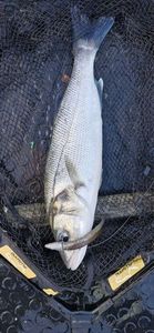 European Bass (Seabass)