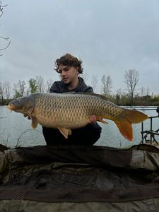 Common Carp