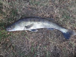Zander