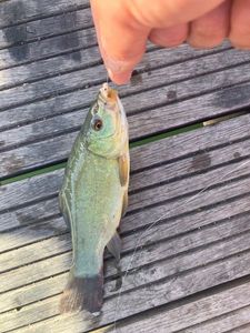 Tench