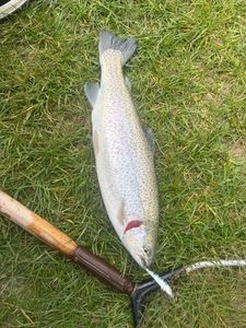 Rainbow Trout