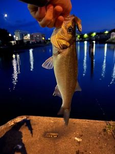 European Bass (Seabass)