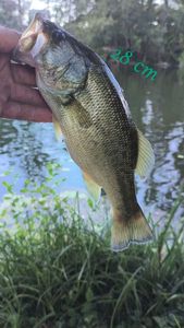 Largemouth Bass