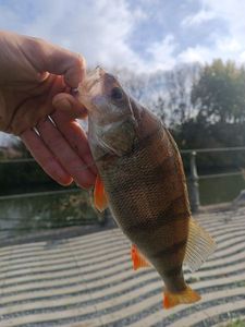 European Perch