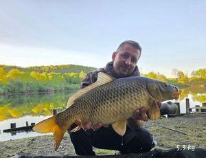 Common Carp