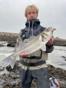 European Bass (Seabass)