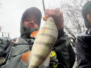 European Perch