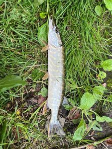 Northern Pike