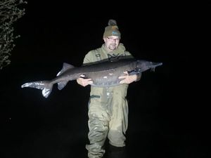 Siberian Sturgeon